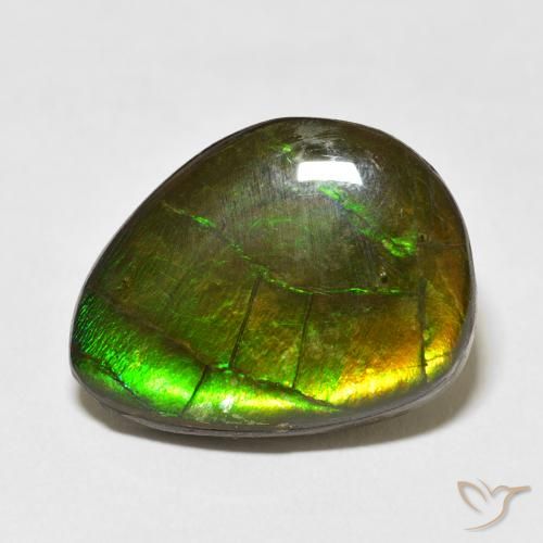 13.55ct Naturel Multicolore Ammolite, Fantaisie, Opaque