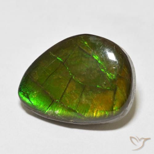 Ammolite Multicolore naturelle Fantaisie, 13.55 ct, Opaque
