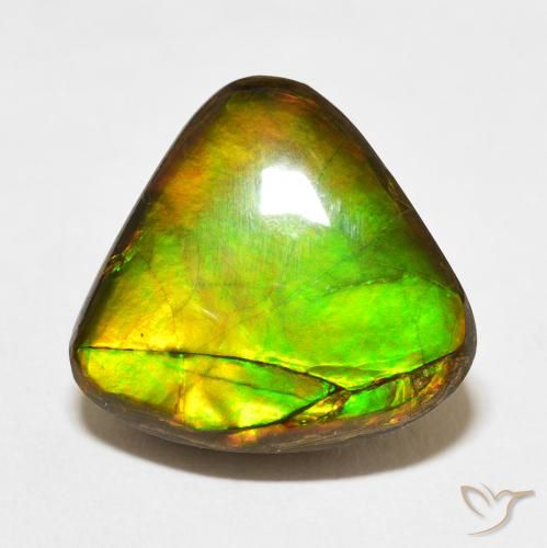 10.86ct Naturel Multicolore Ammolite, Trillion, Opaque