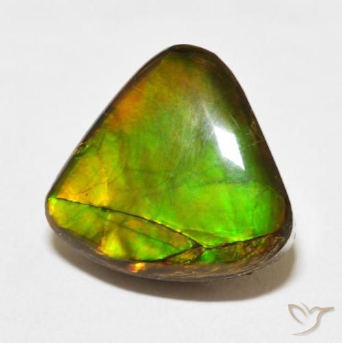 Ammolite Multicolore naturelle Trillion, 10.86 ct, Opaque