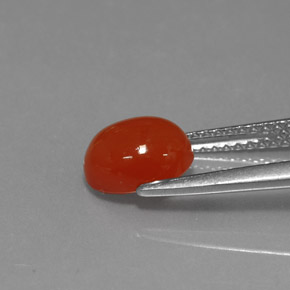 Cornaline Rouge orange naturelle Coupe ovale, 1.56 ct, Translucide