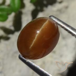 Cat's eye apatite marron naturelle coupe ovale, 2,05 ct, translucide