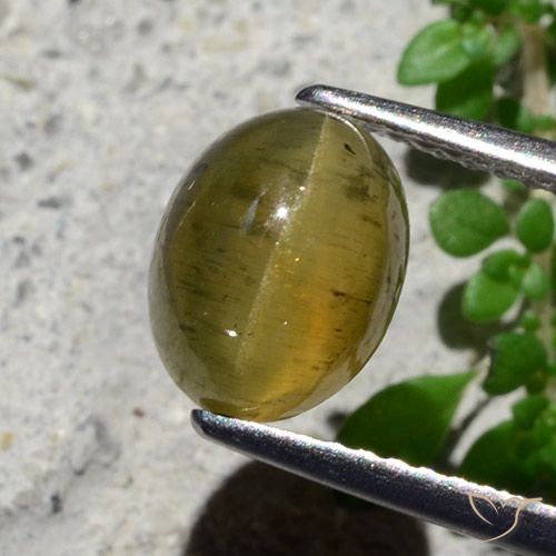 2.16ct Naturel Jaune moyen Oeil de chat Apatite, ovale, Translucide