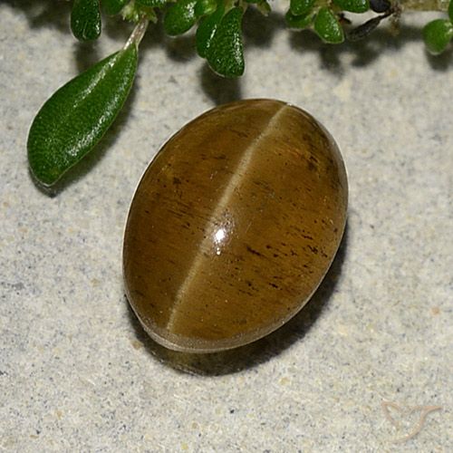 3.10ct Naturel Marron chaud Oeil de chat Apatite, ovale, Translucide