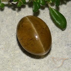 Oeil de chat Apatite Marron chaud naturelle ovale, 3.10 ct, Translucide