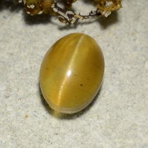 Cat's eye apatite jaune naturelle coupe ovale, 2,57 ct, translucide