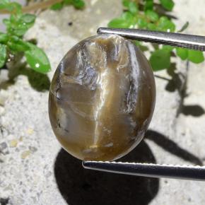 Opale œil de chat Marron clair naturelle Coupe ovale, 12.43 ct, Opaque