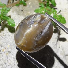 Opale œil de chat Marron clair naturelle Coupe ovale, 12.43 ct, Opaque