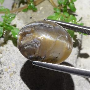Opale œil de chat Marron clair naturelle Coupe ovale, 12.43 ct, Opaque