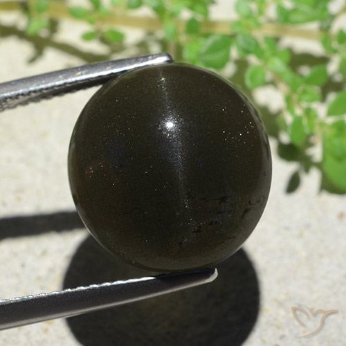 14.13ct Naturel Noire Oeil de chat Scapolite, ovale, Opaque