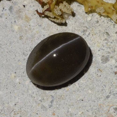 Scapolite œil de chat Noir chaud naturelle Coupe ovale, 1.35 ct, Translucide