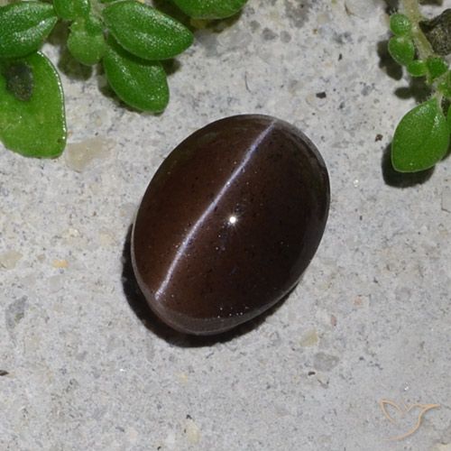 1.23ct Naturel Brun chocolat Scapolite œil de chat, ovale, Translucide