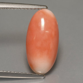 Corail bicolore naturelle coupe ovale, 3,18 ct, opaque