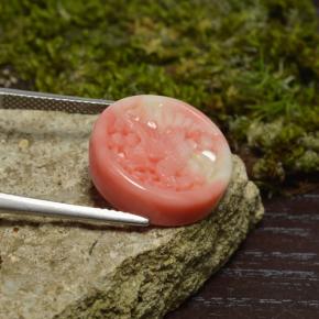 Corail multicolore naturelle forme fantaisie, 12,62 ct, opaque