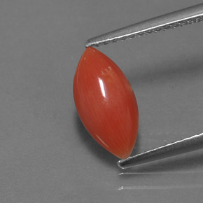 Corail Saumon blanc naturelle Marquise, 1.27 ct, Opaque