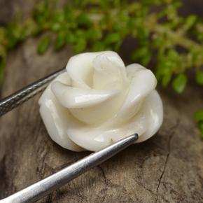 Corail blanc naturelle taille fleur, 11,16 ct, opaque