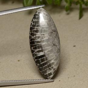 Corail gris naturelle marquise, 11,37 ct, opaque