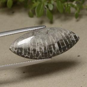 Corail gris naturelle marquise, 11,37 ct, opaque