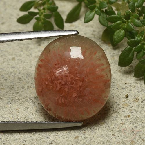 9.34ct Naturel Multicolore Corail, ovale, Translucide