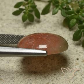Corail Multicolore naturelle ovale, 9.34 ct, Translucide