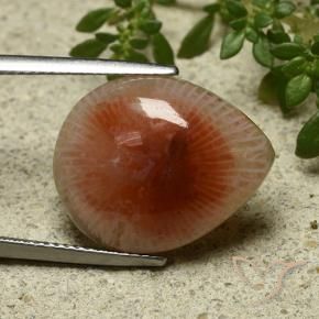 Corail Multicolore naturelle En forme de poire, 11.86 ct, Translucide
