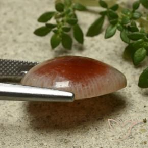 Corail Multicolore naturelle En forme de poire, 11.86 ct, Translucide