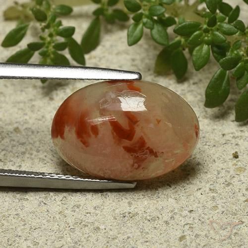 Corail Multicolore naturelle ovale, 6.87 ct, Translucide
