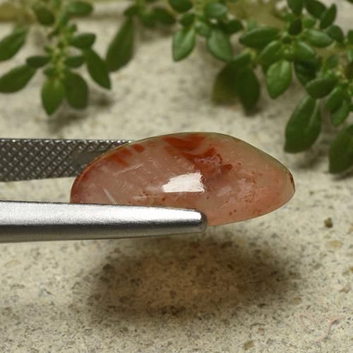 Corail Multicolore naturelle ovale, 6.87 ct, Translucide