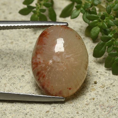 11.57ct Naturel Multicolore Corail, ovale, Translucide