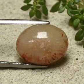 Corail Multicolore naturelle ovale, 11.57 ct, Translucide