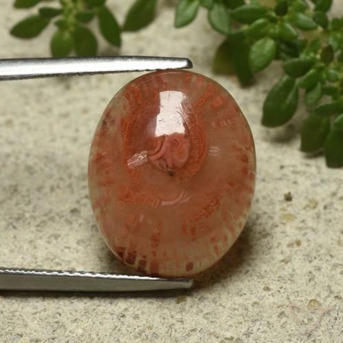 9.87ct Naturel Multicolore Corail, ovale, Translucide
