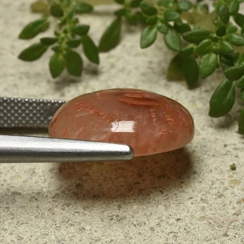 Corail Multicolore naturelle ovale, 9.87 ct, Translucide