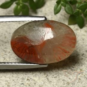 Corail multicolore naturelle coupe ovale, 5,91 ct, translucide