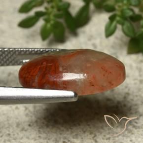 Corail multicolore naturelle coupe ovale, 5,91 ct, translucide