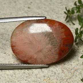 Corail Multicolore naturelle ovale, 12.10 ct, Translucide