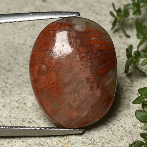 14.74ct Naturel Multicolore Corail, ovale, Opaque