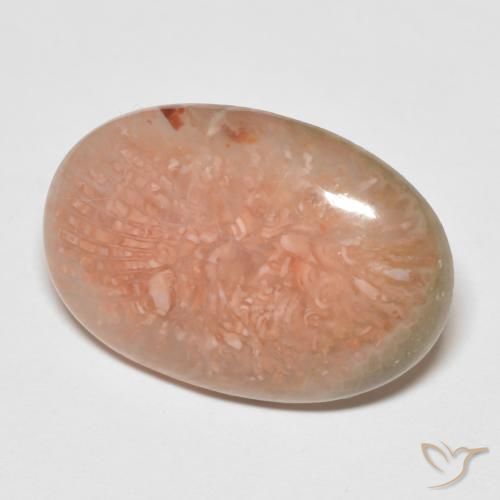 Corail Multicolore naturelle ovale, 11.50 ct, Translucide