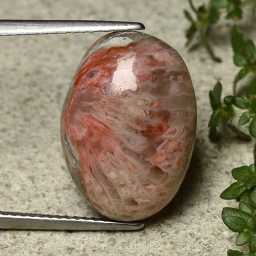 Corail Multicolore naturelle Coupe ovale, 10.62 ct, Opaque