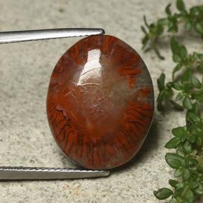 Corail Multicolore naturelle Coupe ovale, 12.59 ct, Opaque