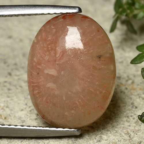 7.45ct Naturel Multicolore Corail, ovale, Translucide