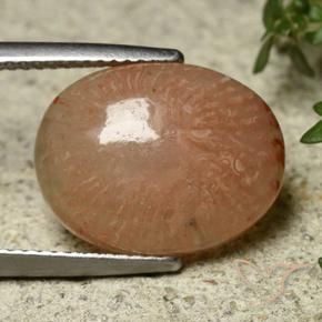 Corail Multicolore naturelle ovale, 7.45 ct, Translucide