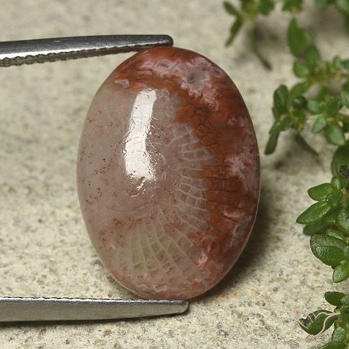 8.52ct Naturel Multicolore Corail, ovale, Translucide