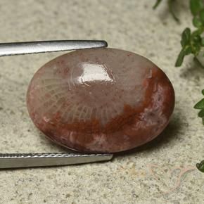 Corail Multicolore naturelle ovale, 8.52 ct, Translucide