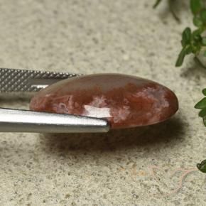 Corail Multicolore naturelle ovale, 8.52 ct, Translucide