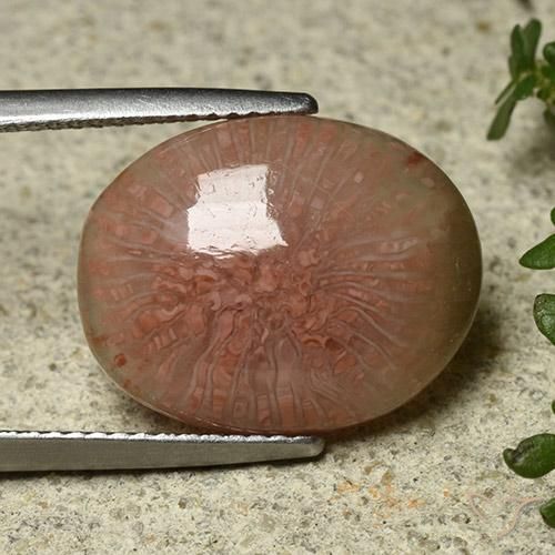 Corail Multicolore naturelle ovale, 7.81 ct, Translucide
