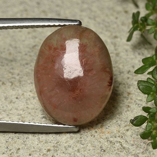 8.30ct Naturel Multicolore Corail, ovale, Translucide