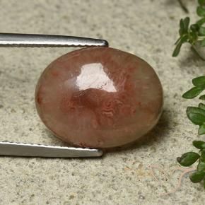 Corail Multicolore naturelle ovale, 8.30 ct, Translucide