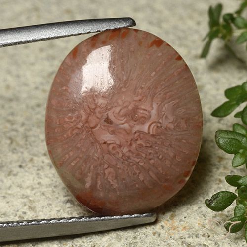 7.04ct Naturel Multicolore Corail, ovale, Translucide