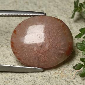 Corail Multicolore naturelle ovale, 7.04 ct, Translucide