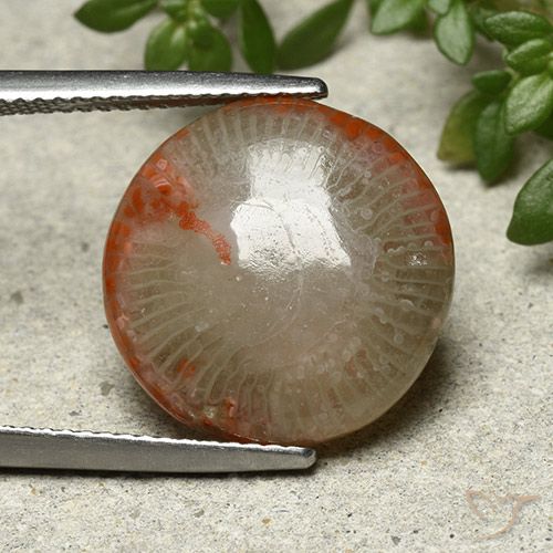 7.80ct Naturel Multicolore Corail, Tour, Opaque